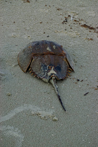 istock A Horseshoe Crab on the Beach 1293093556