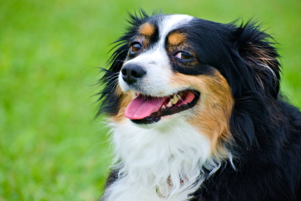 istock A Male Australia Shepherd Portrait 1293095051