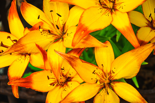 A couple of tiny ants graze on the pollen of orange day lilies in a Cape Cod garden.