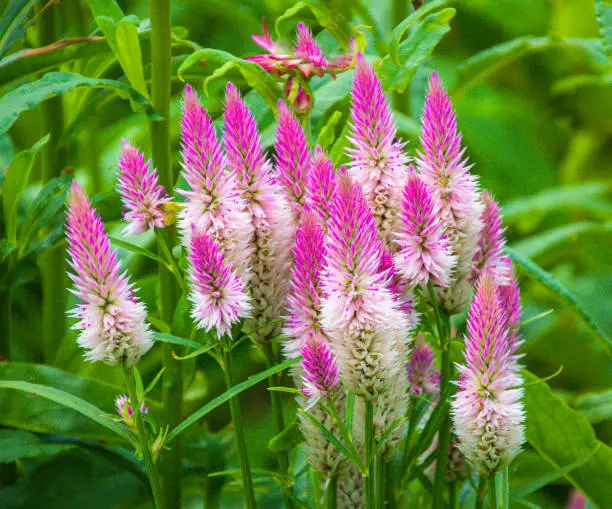 Spikes of Celosia Flamingo Feather flowers growing  in a Cape Cod Garden are often used in dried flower arrangements.