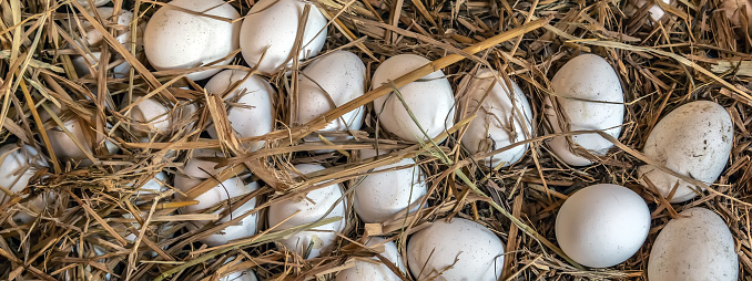 egg farm organic lay hatch nest fresh