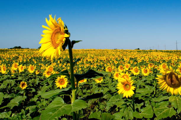 Sunflower Above the Rest stock photo