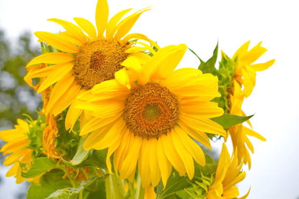 Sunflowers on White stock photo