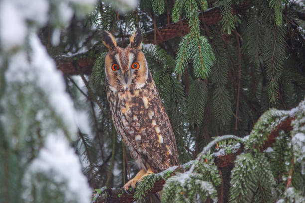 istock Long-eared owl (Asio otus) siting in snowy fir tree, in cold winter day 1293098389