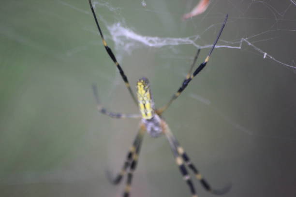istock Closeup view with selective focus on a giant Spider and spider webs 1293099449