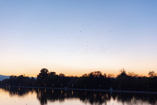 istock Migrating huge bird flock flying over trees on clear blue sky background in Plovdiv, Bulgaria 1293099741