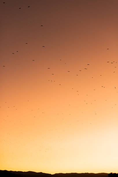 zugvögel auf atemberaubende warme sonnenuntergang hintergrund mit lebendigen orange rot gelbfarben und landschaft - ochre sea star stock-fotos und bilder