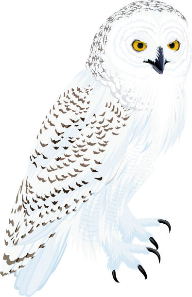 벡터 북극 눈 올빼미 일러스트레이션 - owl snowy owl snow isolated stock illustrations