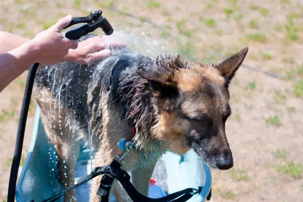 Photo of Washing a German Shephard