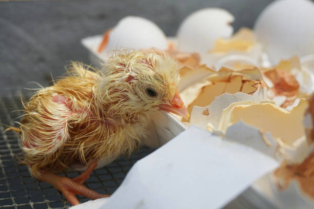 Newly hatched chick just out of its shell stock photo