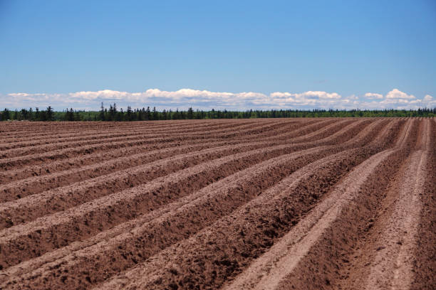 Newly planted potato field - red soil of Prince Edward Island stock photo