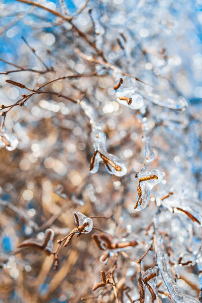 istock Tree branches with sparkling ice and snow. Winter season. 1293103795
