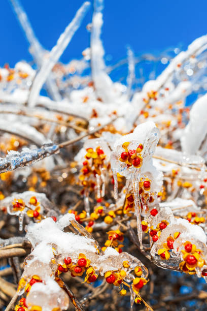 istock Tree branches with sparkling ice and snow. Winter season. 1293104503