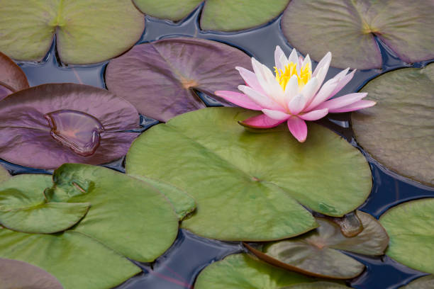 istock Beautiful, single pink water lily with lily pads in springtime 1293106662