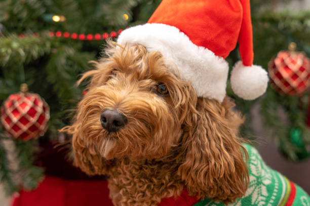istock Cavapoo dog with Christmass clothes. Dog Christmas concept 1293107596