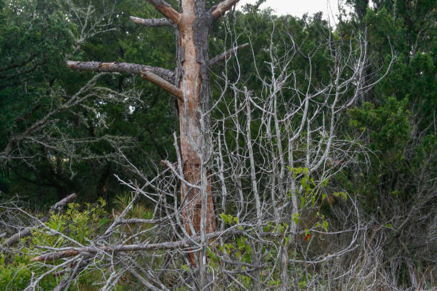 istock Dead trees in North Carolina forest 1293108154
