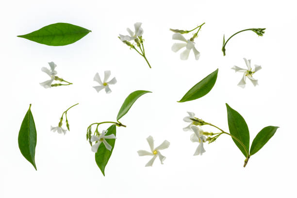 istock star jasmine flowers and leaves isolated on white background 1293109552