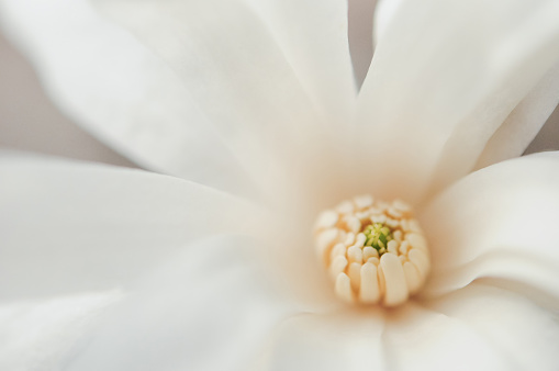 Close up of magnolia flower