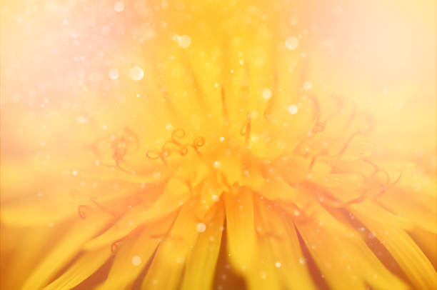 Extreme close up of yellow dandelion