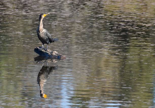 A double-crested cormorant perched on a log A double crested cormorant (Phalacrocorax auritus) perched on a submerged log in Watsonville Slough, reflected in the water, off-center. monterey bay stock pictures, royalty-free photos & images