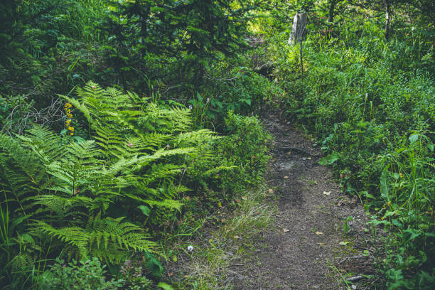 istock Forest dirt trail in green grass. Hiking in wild 1293121754