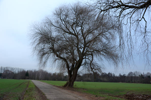 istock willow in winter have a typical crown which is unmistakable, as is the bark on the trunk. grows near a field by a panel road made of concrete slabs. it is probably a seedling that took root here many 1293123724