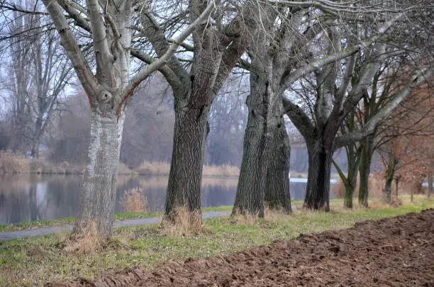 Photo of commonly called white popular, is primarily grown for the silvery-green hues of its foliage, buds, young twigs and young bark in an alley by the river in winter. a typical bark is visible