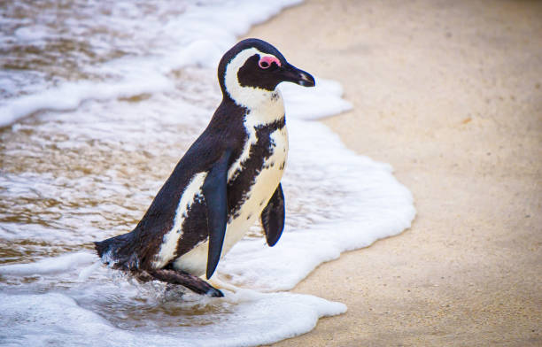istock A African Jackass penguin back from the sea 1293125253
