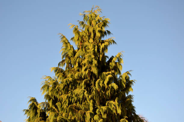 a large evergreen tree similar to thuja. photographed tip against the blue sky. green twigs. beautiful, beauty, blossom, blue, blue sky, branch, chamaecyparis, chamaecyparis lawsoniana, color, environment, evergreen, flower, forest, garden, green, lawsoniana, leaf, natural, nature, outdoor, plant, season, sky, spring, sunlight, tree, yellow port orford cedar stock pictures, royalty-free photos & images