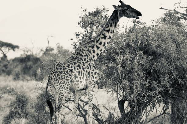 istock Giraffe Eating Trees in Monochrome, Kenya 1293128411