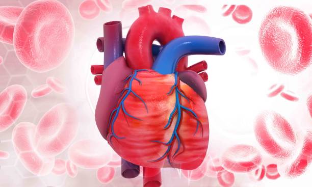 istock Human circulation cardiovascular system with heart anatomy 1293130461