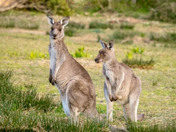 istock Two Kangaroos in the Wild 1293130586