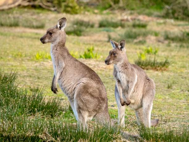 istock Two Kangaroos in the Wild 1293130610