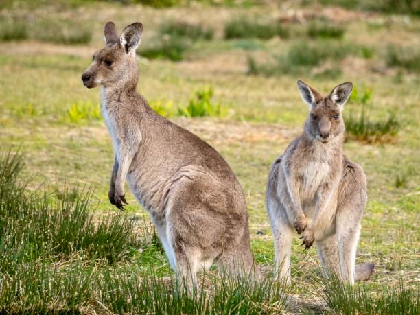 istock Two Kangaroos in the Wild 1293130619