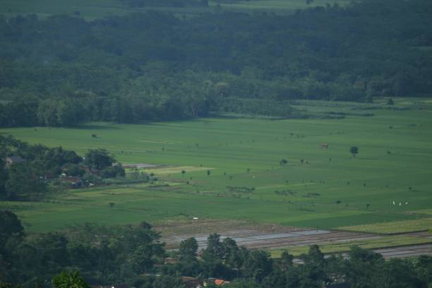 istock The Landscape Rice Terraced 1293131171