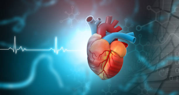 istock Human circulation cardiovascular system with heart anatomy 1293131413