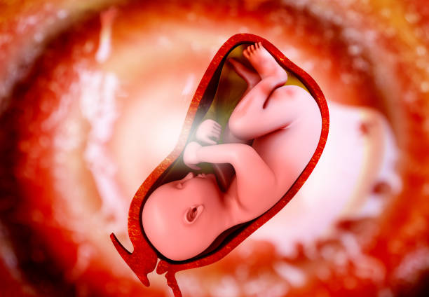istock Human fetus inside the womb 1293132177