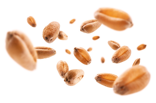 Wheat grains levitate on a white background.