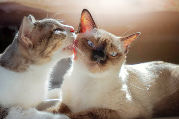 Two cats loving each other , Cleaning by licking hair.