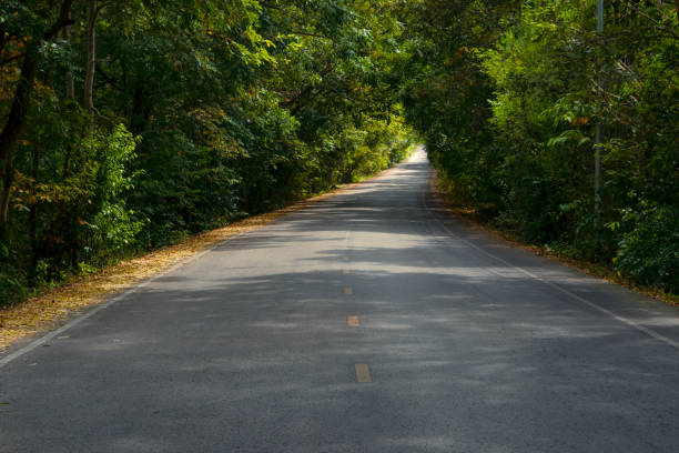 istock Long asphalt road in Thailand forest. 1293133062