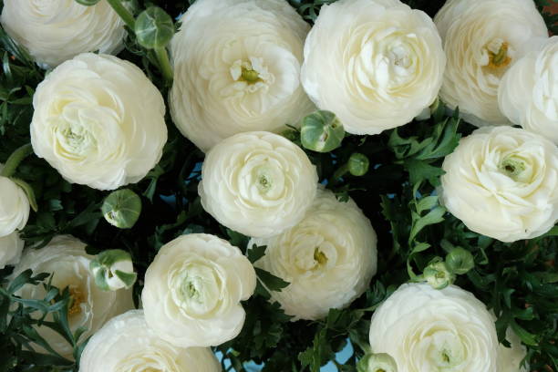 White ranunculus background. white buttercups flower.Spring white flowers background. Floral card in pastel colors..Beautiful delicate spring flowers.