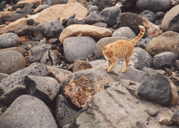 istock Full Length Of A Cat 1293135935