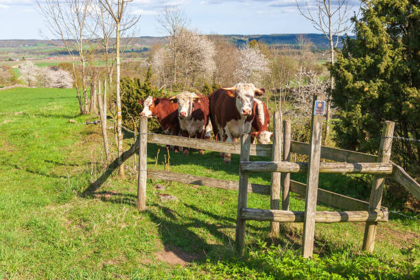 istock Beef cattle at a path in a Swedish nature reserve 1293138351