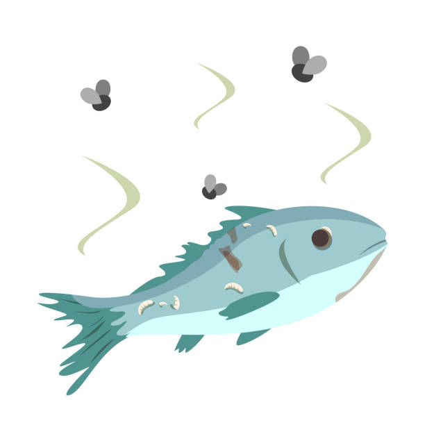 Ilustración de Vector De Peces Podridos Aislado Producto Dañado Peligro y más Vectores Libres de Derechos de Pez - iStock Ilustración de Vector De Peces Podridos Aislado Producto Dañado Peligro y más Vectores Libres de Derechos de Pez - iStock