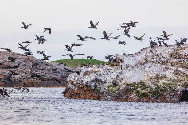 istock Shags flying in a rocky coast 1293138947