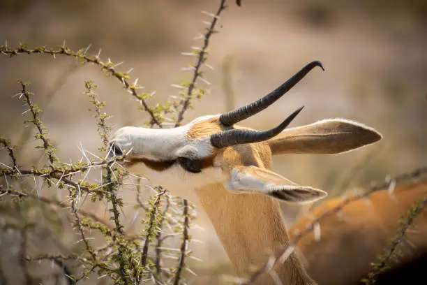 Close-up of springbok standing feeding on thornbush