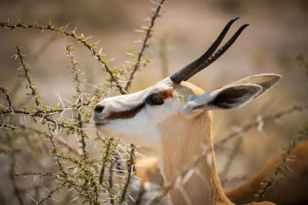 Close-up of springbok standing feeding in thornbush