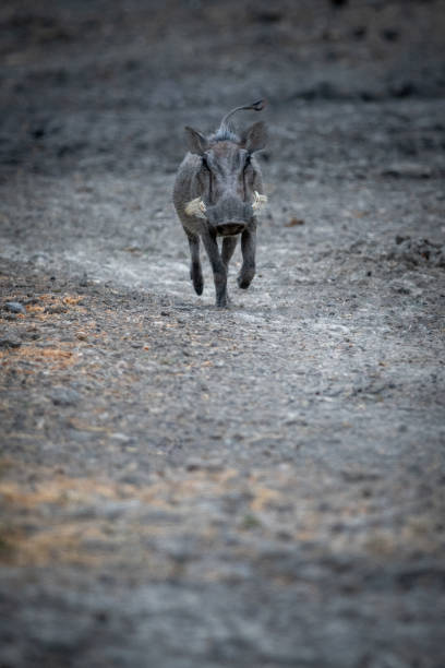 istock Common warthog runs towards camera over gravel 1293139078