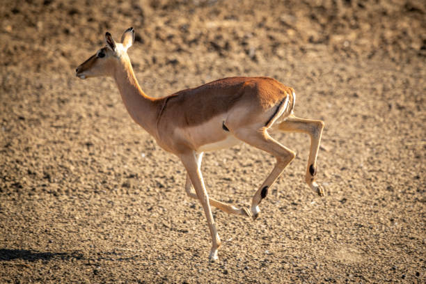istock Female common impala gallops over gravel pan 1293139117