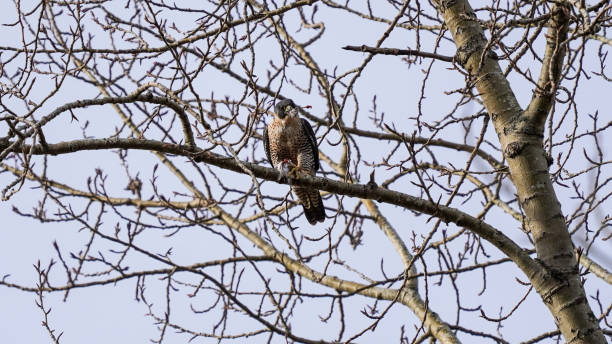 istock Peregrine falcon earing a bird leg on a tree branch 1293139235
